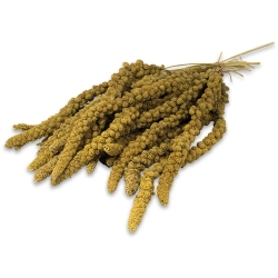 JR FARM proso żółte senegalskie kłosy 500g 02310 NASIONA DLA SZCZURA MYSZY CHOMIKA